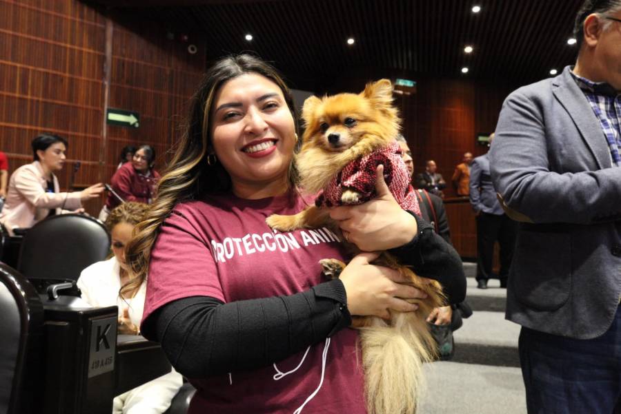 Aprobada Ley de Bienestar Animal en la Cámara de Diputados