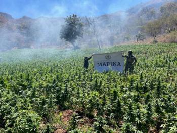 Semar destruye laboratorio clandestino y un plant&iacute;o de marihuana en Sinaloa y Durango