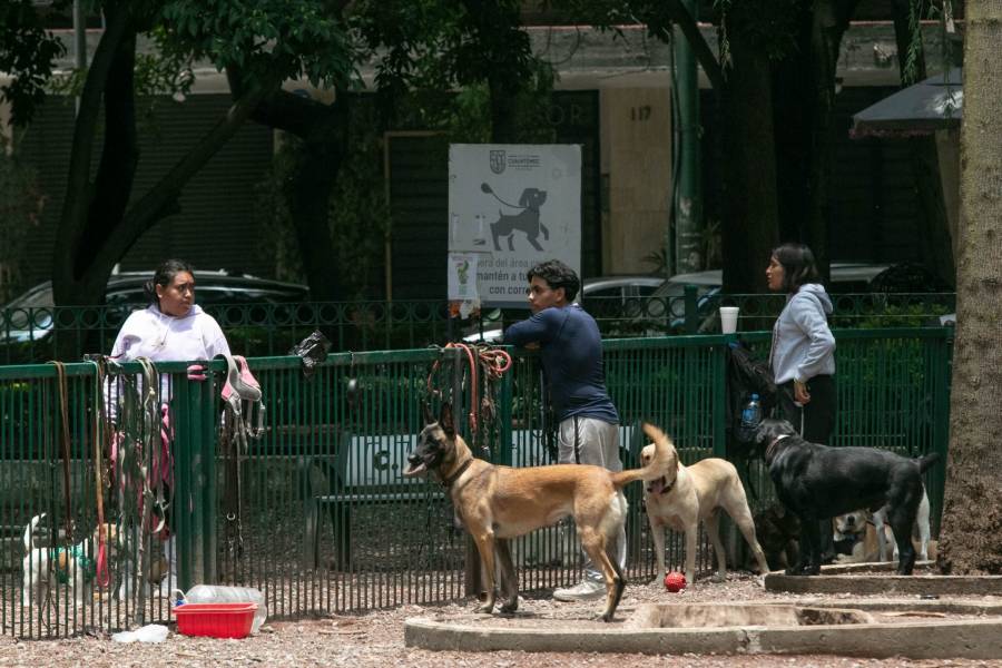 Crisis de maltrato animal en Sinaloa: Proponen regidores especializados para atender denuncias