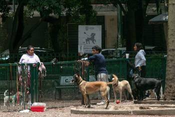 Crisis de maltrato animal en Sinaloa: Proponen regidores especializados para atender denuncias