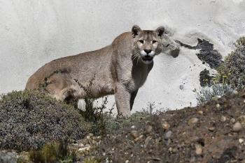 Puma hembra con cr&iacute;as reci&eacute;n nacidas merodea en San Pedro Garza Garc&iacute;a, Nuevo Le&oacute;n