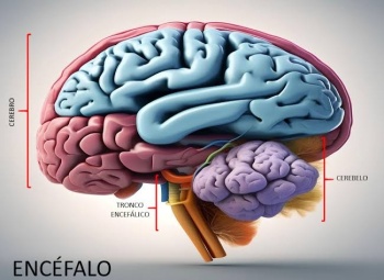 Estudio revela c&oacute;mo la evoluci&oacute;n cerebral impulsa la capacidad social humana