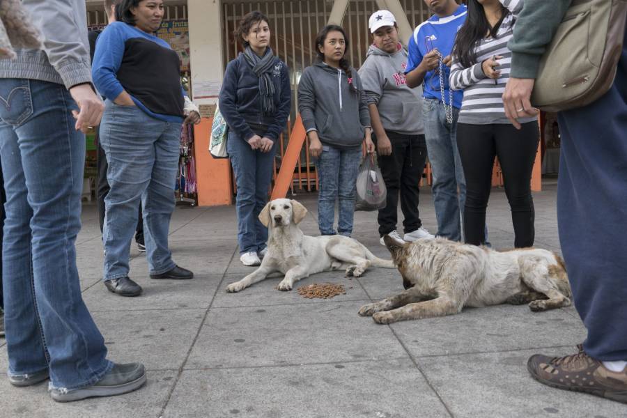 Congreso capitalino llama atender problemática de “perros peregrinos”