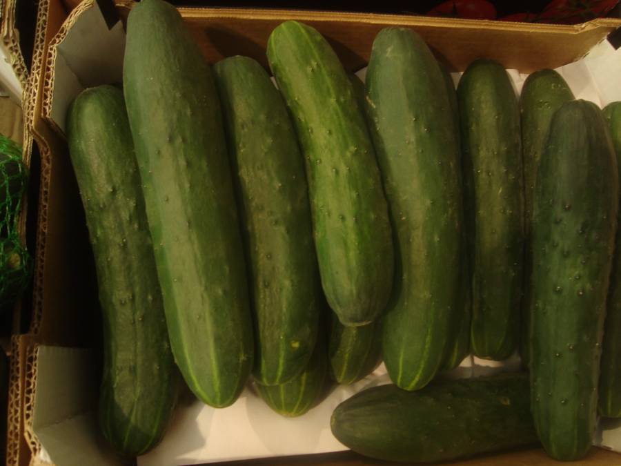 CDC ordena retirar pepinos de origen mexicano debido a brote de salmonela