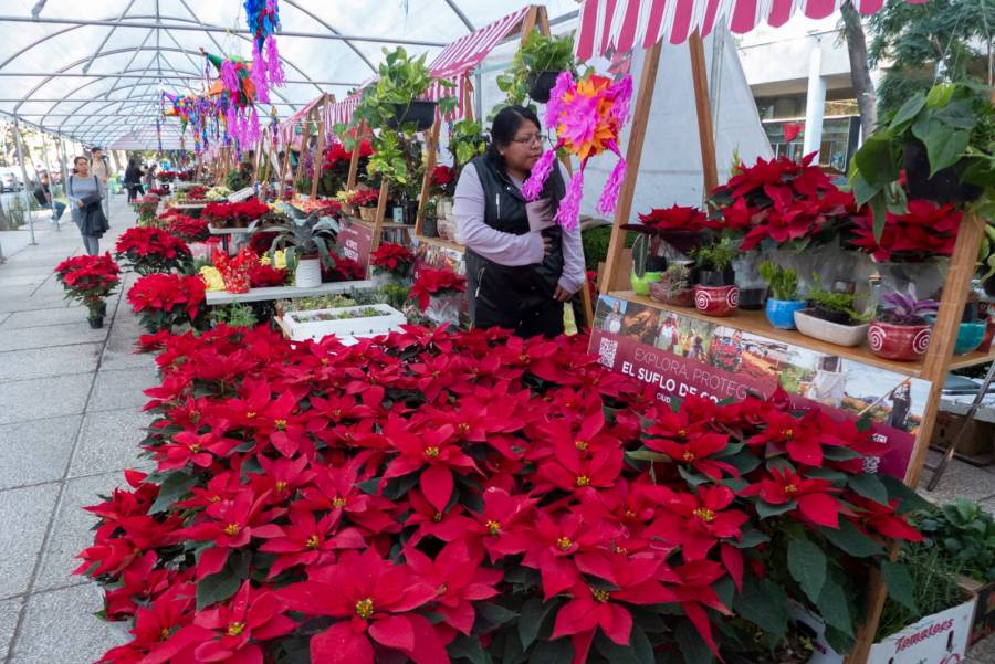 Inicia el Festival Flores de Nochebuena en Paseo de la Reforma