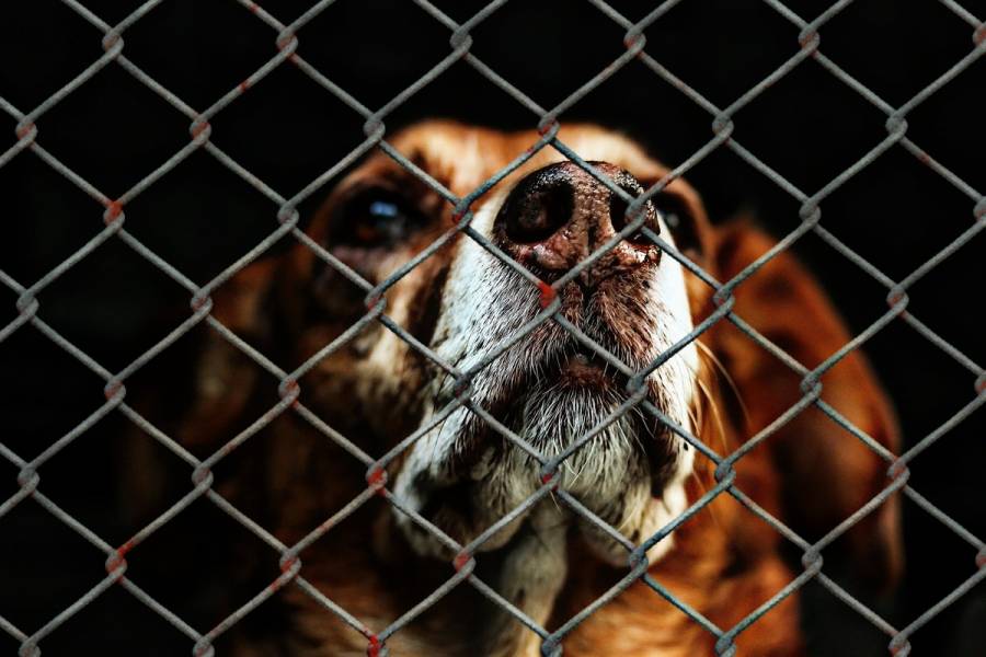 Publica DOF reformas a la Constitución para prohibir el maltrato a los animales