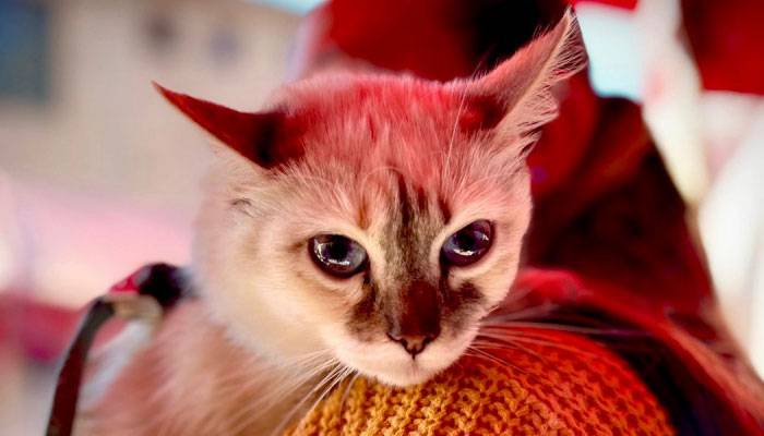 Refuerzan bienestar animal en la CDMX con jornadas veterinarias gratuitas