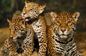 Se vigilar&aacute; el manejo que se d&eacute; a la fauna en la ruta del Tren Maya: Semarnat