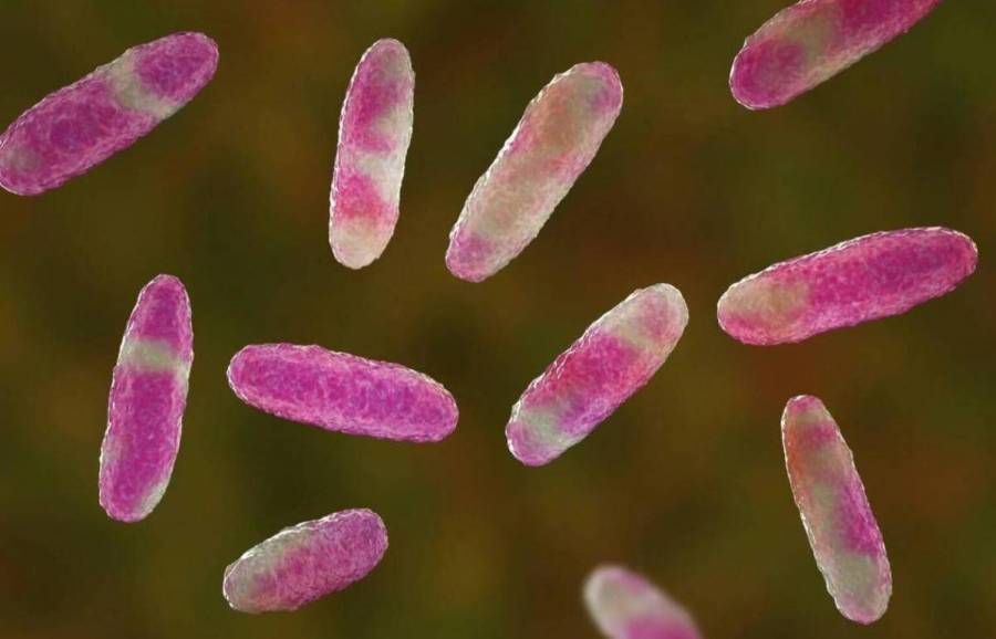 Ni&ntilde;os fallecidos por bacteria en Edomex, se contagiaron por alimentaci&oacute;n que recibieron: Sheinbaum