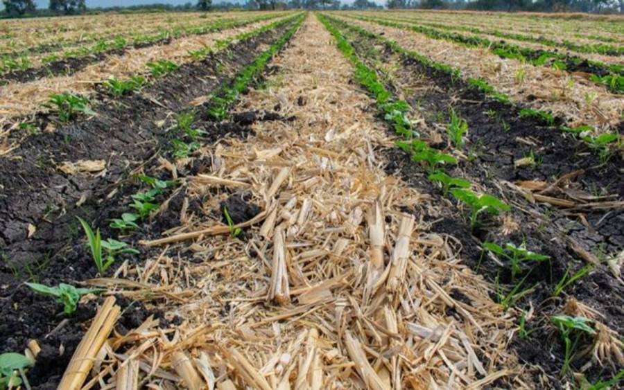 Llaman Agricultura y Medio Ambiente a no realizar quemas agropecuarias en temporada invernal