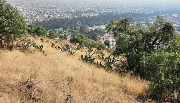 Colaboración entre SEDEMA e Iztapalapa para el manejo del Bosque Urbano Tepepolco
