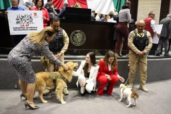 Impulsan iniciativa para expedir la Ley General en Materia de Bienestar, Cuidado y Protección de los Animales
