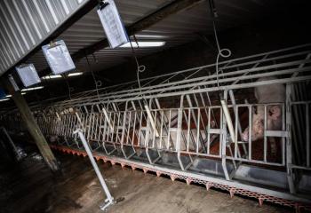 Una granja en EEUU cr&iacute;a cerdos para trasplantes de ri&ntilde;&oacute;n en humanos