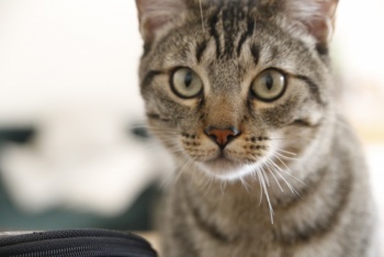 C&oacute;mo proteger a las mascotas del estr&eacute;s por fuegos artificiales en las fiestas