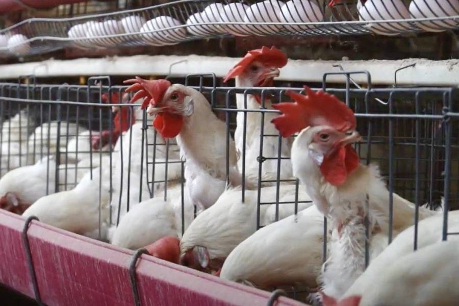 Pide Agricultura a productores reforzar bioseguridad contra influenza aviar