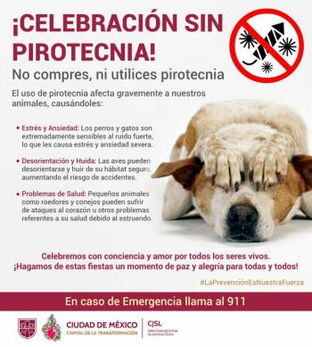 Pirotecnia en Navidad: riesgos, sanciones y recomendaciones para proteger a tu mascota