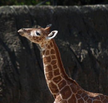 Desaparece jirafa en el Zool&oacute;gico de Culiac&aacute;n