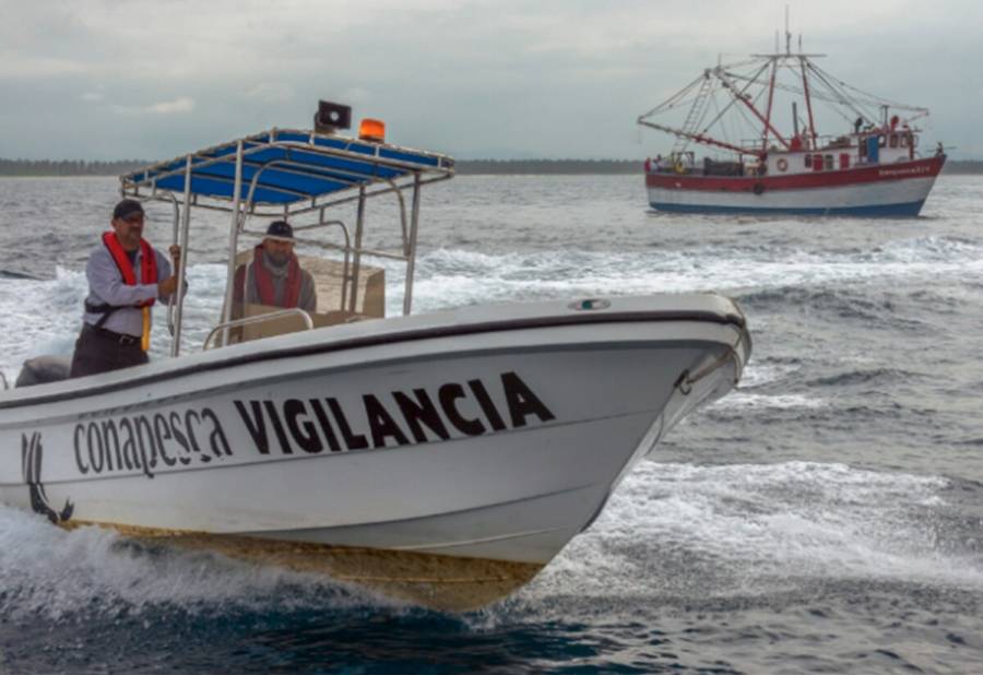 Decomisa Conapesca más de mil 500 toneladas de producto pesquero en 2024