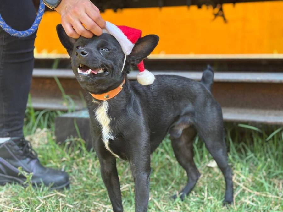 Lomitos visitan el Museo del Metro en busca de cartas para llevar a los Reyes Magos