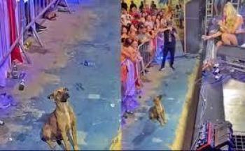 Taty Girl suspende fuegos artificiales en concierto para proteger a un perrito callejero