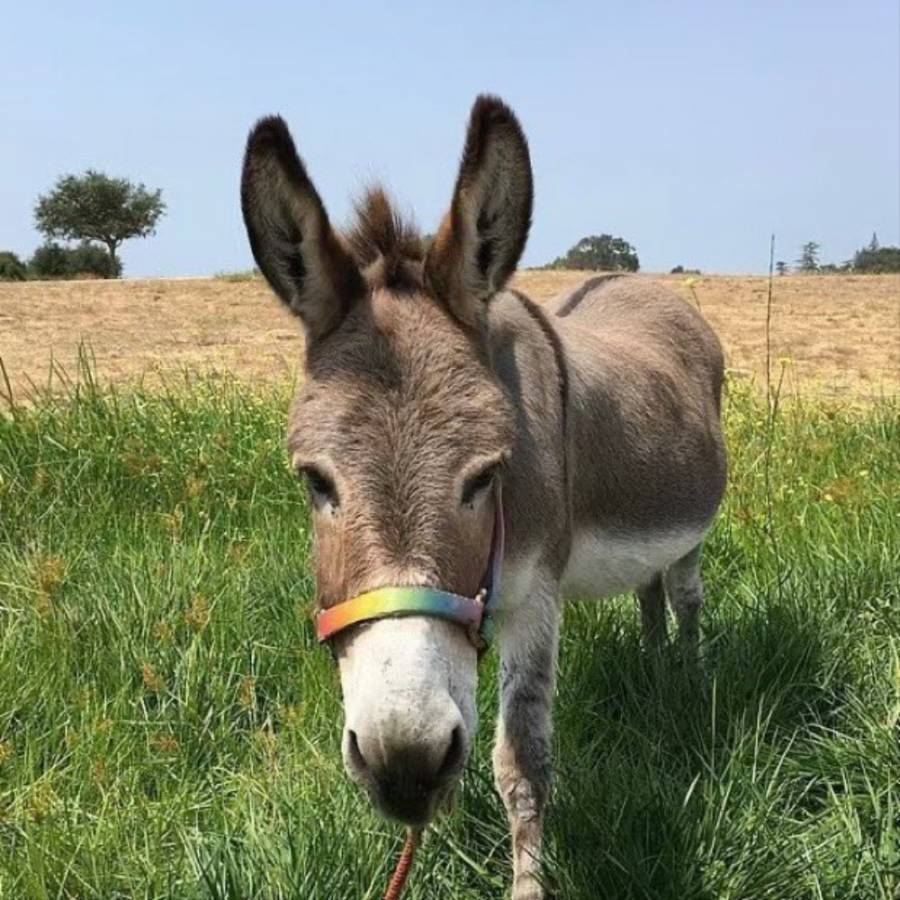 Fallece Perry, el burro que inspiró al personaje de 'Shrek'