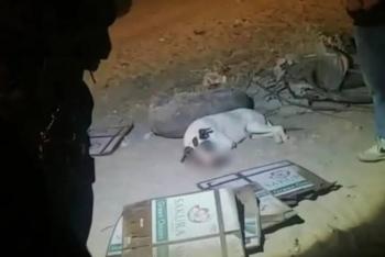 Ni&ntilde;os matan a perrito tras ponerle cohetes en el hocico en Sonora