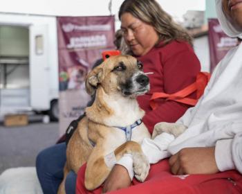 Impulsa el Ayuntamiento jornada de bienestar animal en la Colonia Revoluci&oacute;n Mexicana