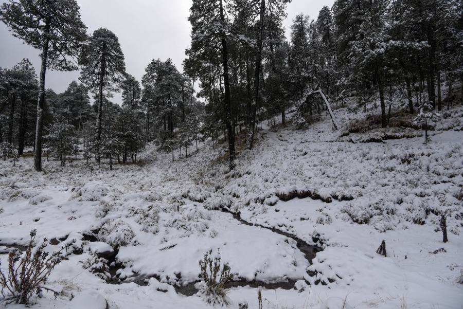 Lunes 13 de enero: Frente Frío 23 provoca temperaturas gélidas y lluvias intensas en México