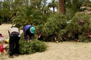 Invita SEDEMA a reciclar &aacute;rboles de Navidad en centros de acopio de la CDMX