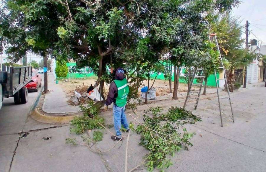 Soledad intensifica labores de poda y limpieza para la seguridad de la población