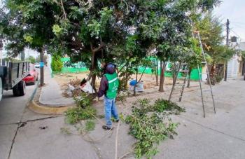 Soledad intensifica labores de poda y limpieza para la seguridad de la poblaci&oacute;n