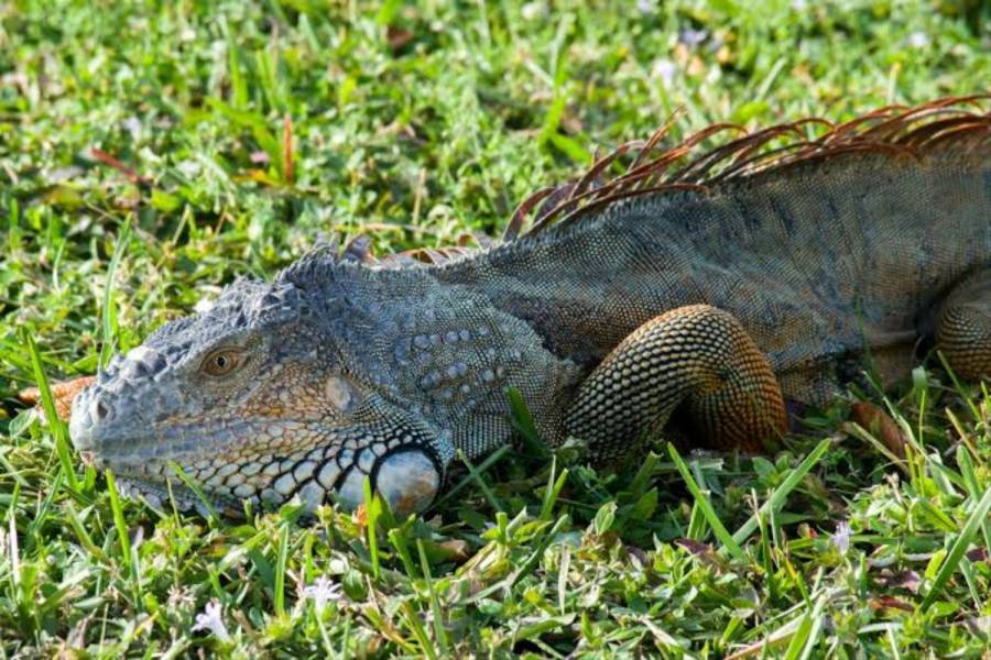 Rescatan a iguanas en la Laguna del Carpintero debido a bajas temperaturas