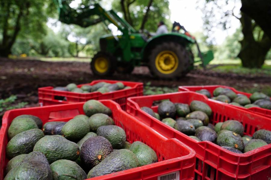 Posible imposición de aranceles por parte de Trump amenaza la integración agroalimentaria entre México y Estados Unidos