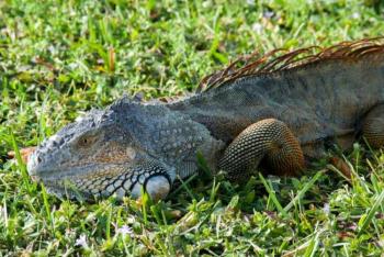 Rescatan a iguanas en la Laguna del Carpintero debido a bajas temperaturas
