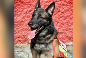 Muri&oacute; 'Rex', el h&eacute;roe canino que salv&oacute; vidas tras el sismo del 19-S