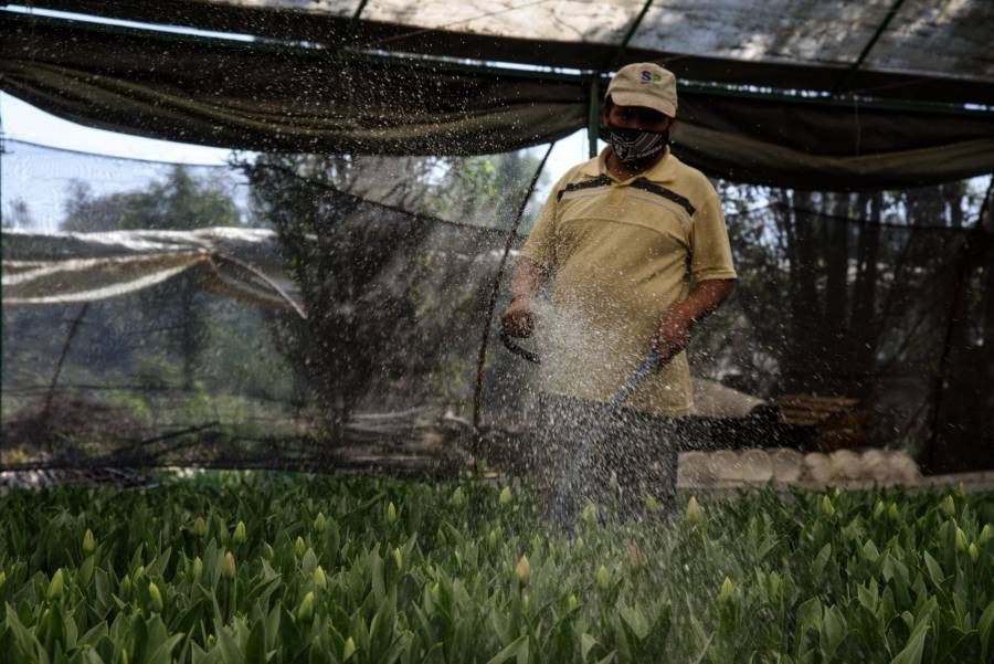 Floricultores de Xochimilco preparan m&aacute;s de 435 mil tulipanes para este 14 de febrero