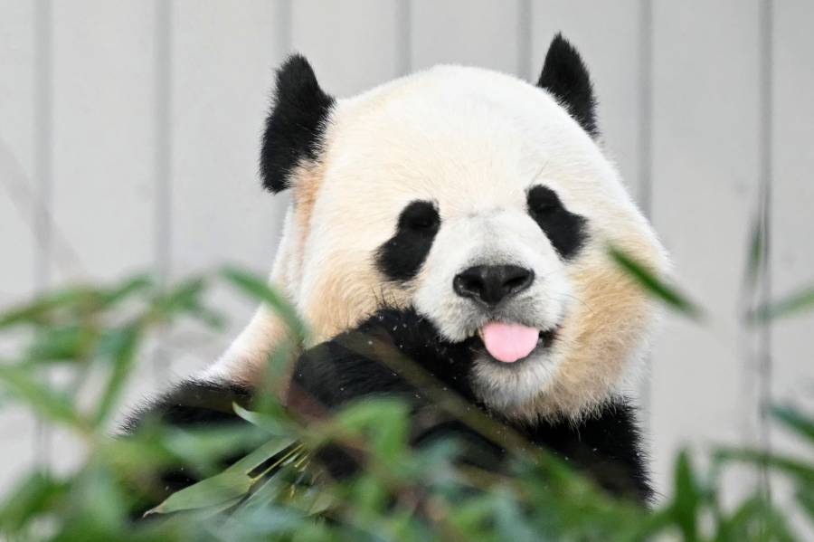 Dos pandas roban el protagonismo a Trump en Washington