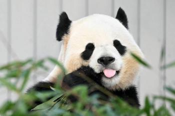 Dos pandas roban el protagonismo a Trump en Washington