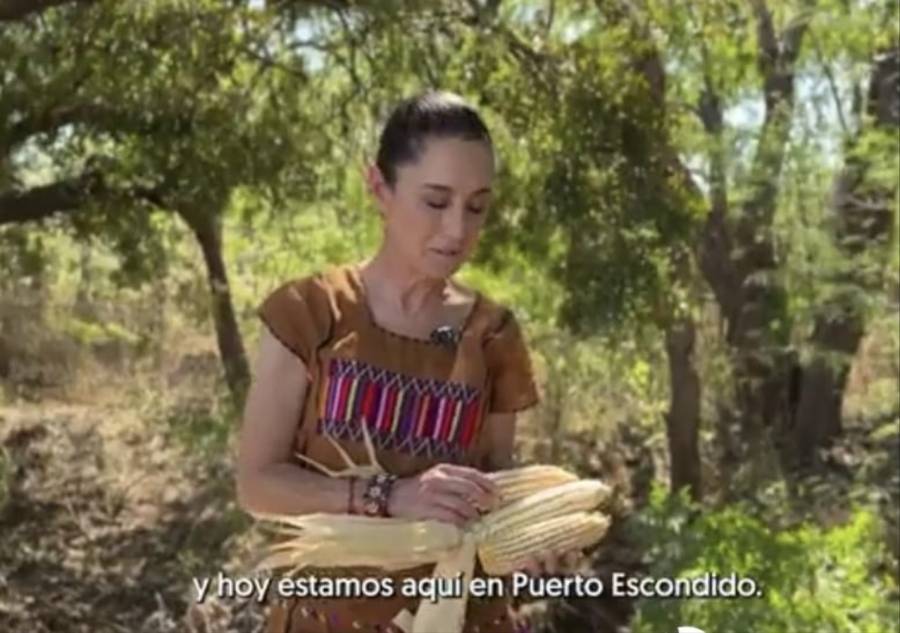 El maíz es un elemento de identidad nacional, cuyo cultivo debe ser libre de transgénicos: Sheinbaum