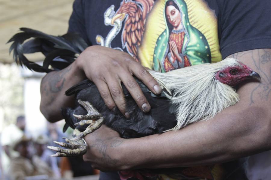 Detenidos en Naucalpan por peleas de gallos exigen liberación y niegan maltrato animal