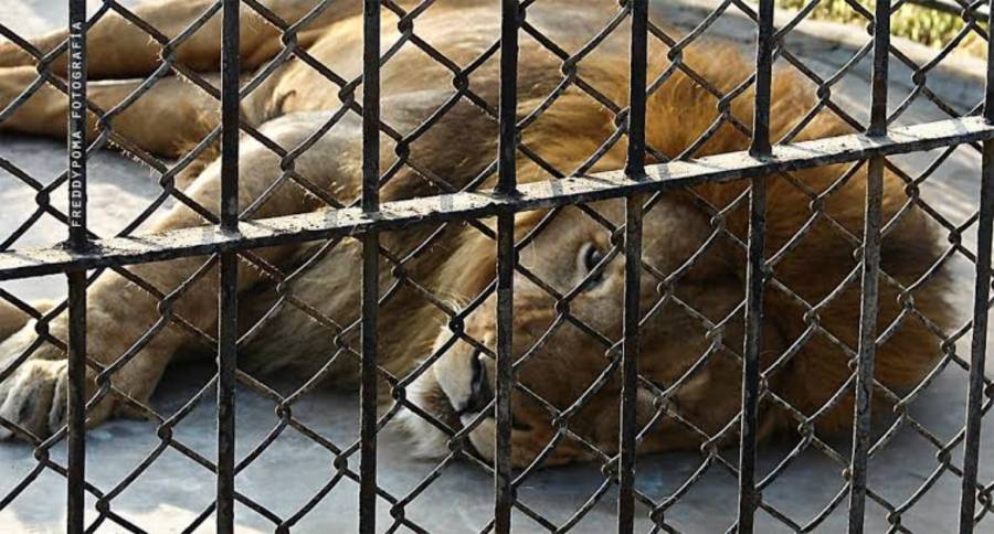Rescatan a pareja de leones africanos en domicilio de Puebla