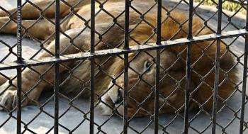 Rescatan a pareja de leones africanos en domicilio de Puebla