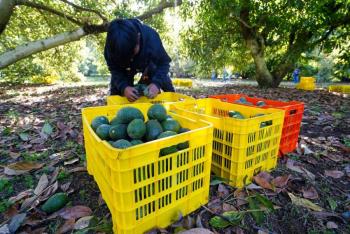Productores de aguacate en México buscan diversificar mercados ante aranceles de EE.UU.