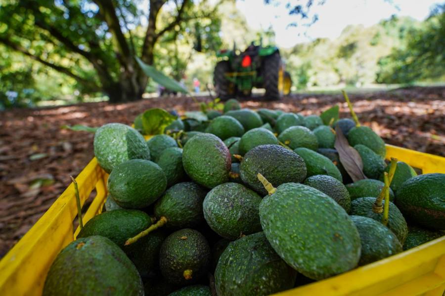 Exportación de aguacate michoacano al Super Bowl continúa sin contratiempos pese a tensiones arancelarias