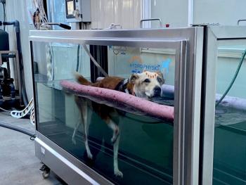 Hospital Veterinario de la CDMX celebra 9 a&ntilde;os al servicio del bienestar animal