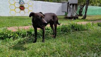 Adopta un amigo fiel: 50 perros del CTC buscan hogar este mes del amor