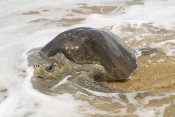 SEMAR y Sea Shepherd unen fuerzas para proteger &aacute;reas naturales marinas en M&eacute;xico