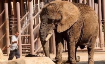 Ministra Esquivel impulsa protecci&oacute;n animal en zool&oacute;gicos, como el de la elefanta Ely
