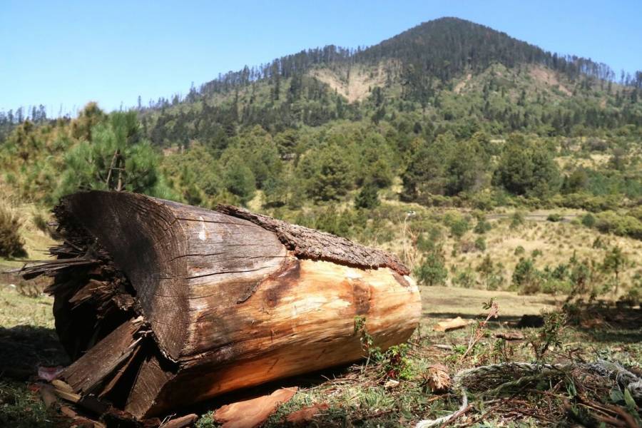 Piden hasta 12 años de prisión por el delito de tala ilegal de árboles