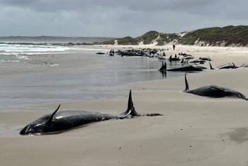 Hallan varados 157 delfines en una playa de Australia